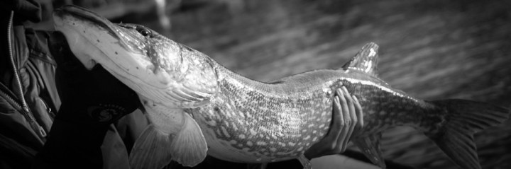 Ruotoblog_Yläkuvat_MikkoRiekkinen_Hauki