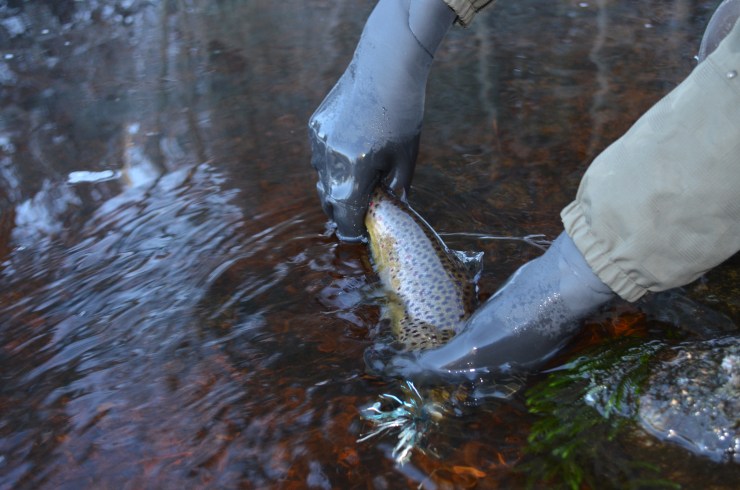 Leon taimen, Herraskoski