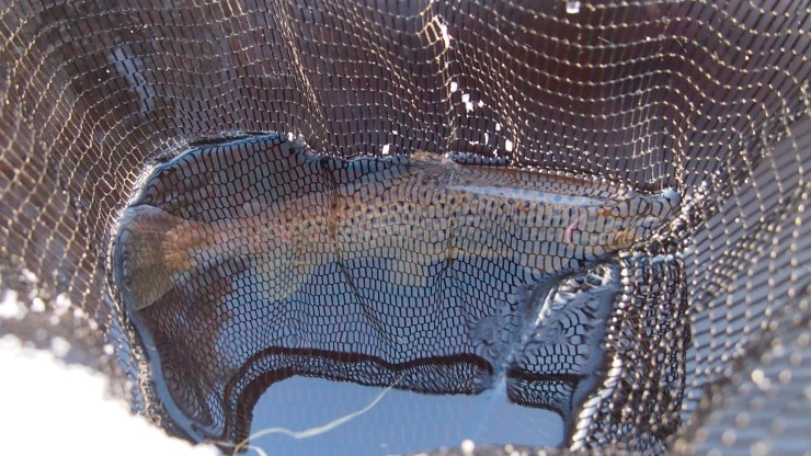 Karin taimen, Herraskoski