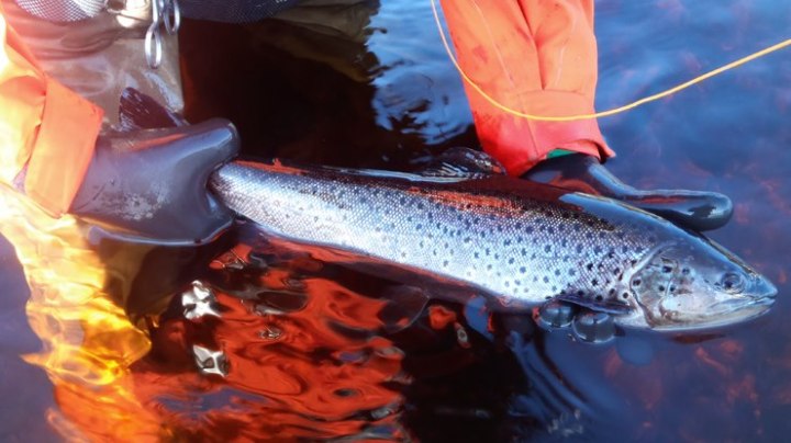 387219_10151538647643433_475614688_n