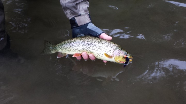 10215626625_4139016e47_o