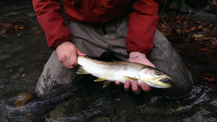 10216039756_65a987fab5_o