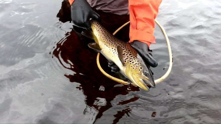 Jyrin 55 cm taimen järveltä