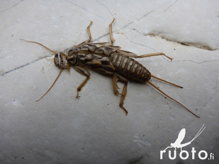 RuotoBlog_Kaukasus_JPPohjola-4