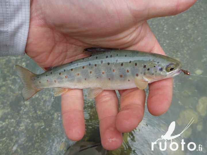 RuotoBlog_Kaukasus_JPPohjola-5