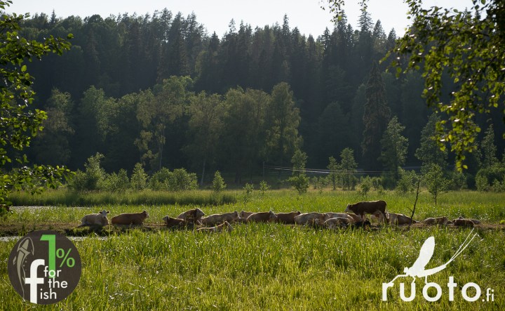 RuotoBlog_Riverkeepers_Firskarstalkoot_1per-10