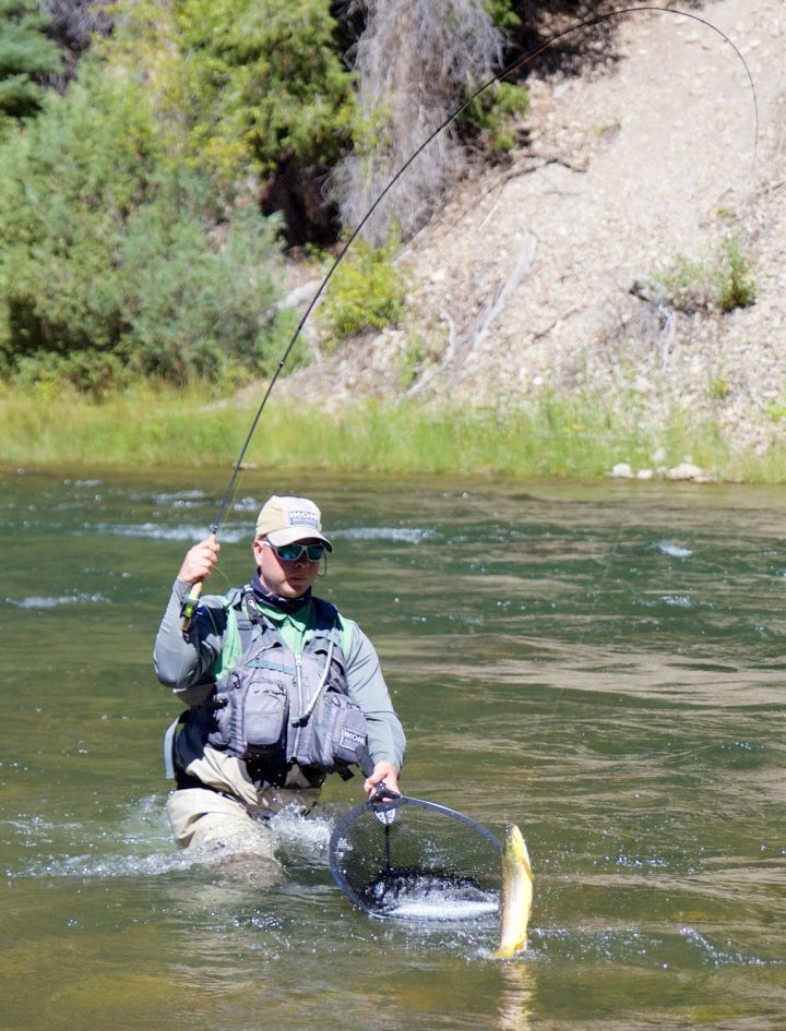 blogi-5-bluen-taimen-taistelee-viimeiseen-asti