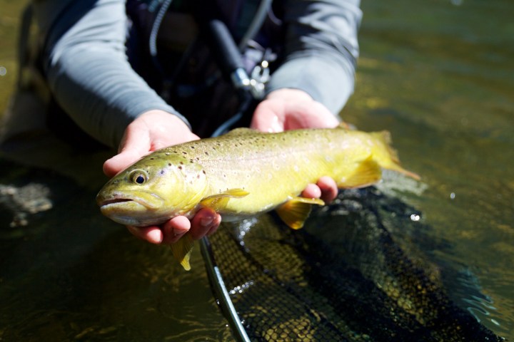 blogi-5-noin-40-senttinen-taimen-on-yleinen-saalis-blue-joella