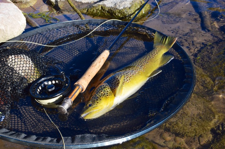 blogi-6-eaglen-hyvakuntoinen-taimen