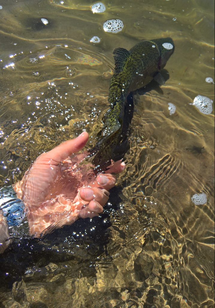 blogi-7-eaglen-kirjolohi-saa-vapautensa-takaisin