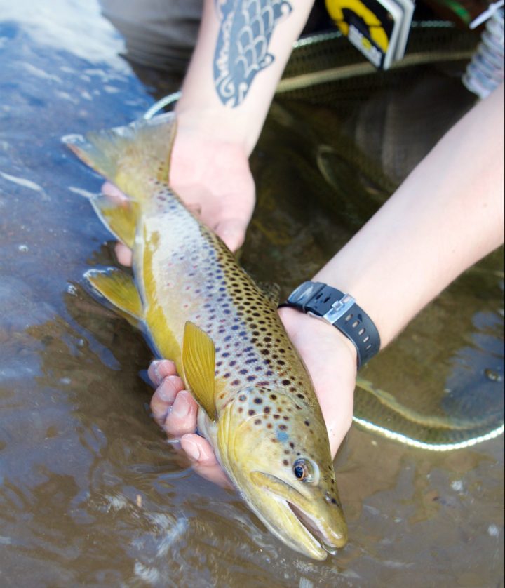 Eagle-joen perusasukki