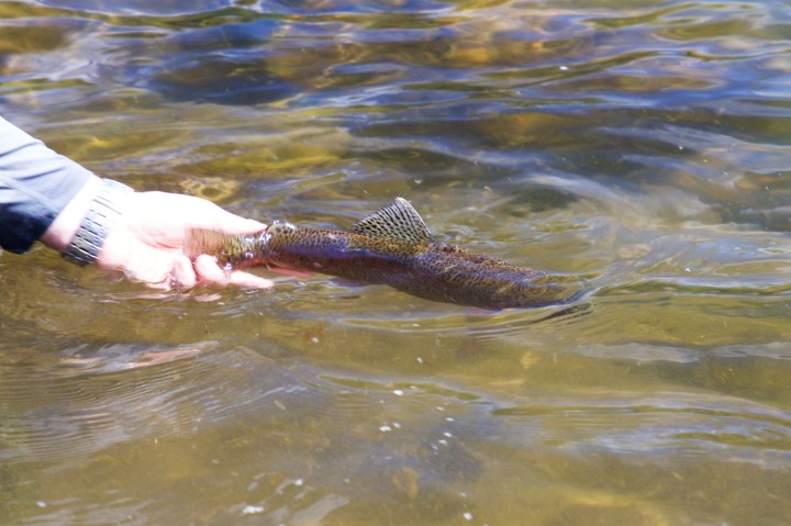 Eaglen kirjolohi sukeltaa takaisin valtakuntaansa