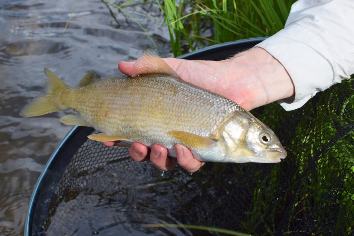 mountain-whitefishia-esiintyy-coloradolla-paikoittain-runsaasti