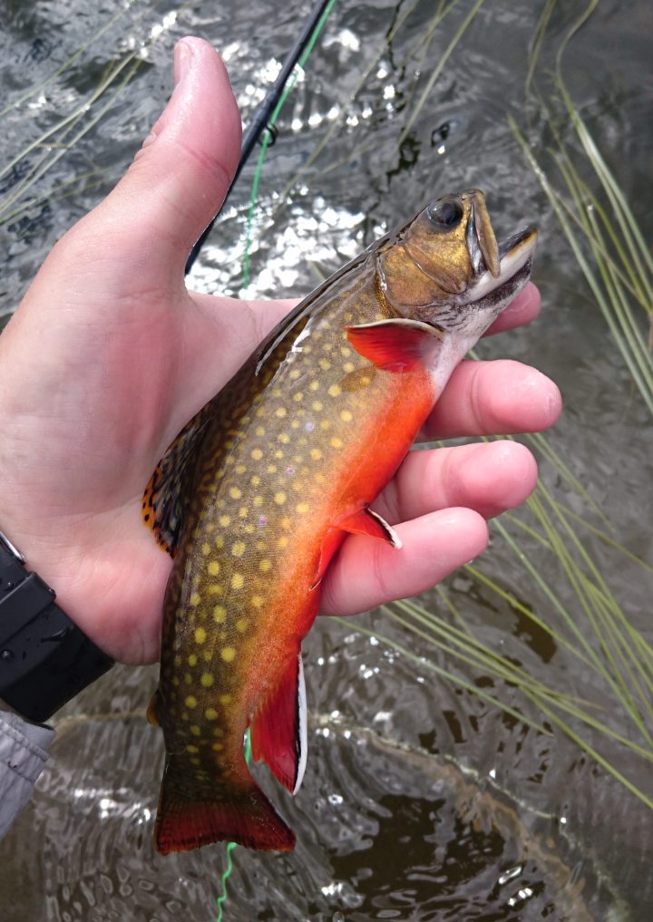 Puronieriät, eli Brook troutit olivat tyypillinen saaliskala Piney Lakella