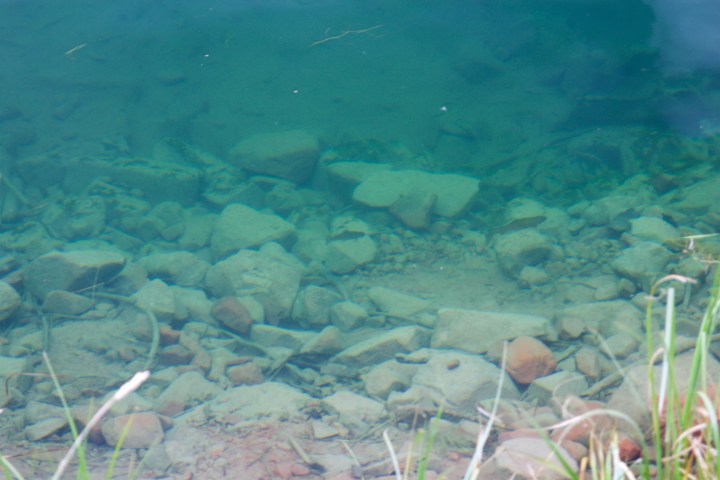 Sylvan-järven vesi on kirkasta ja kaloja pystyy bongaamaan rantapenkalta