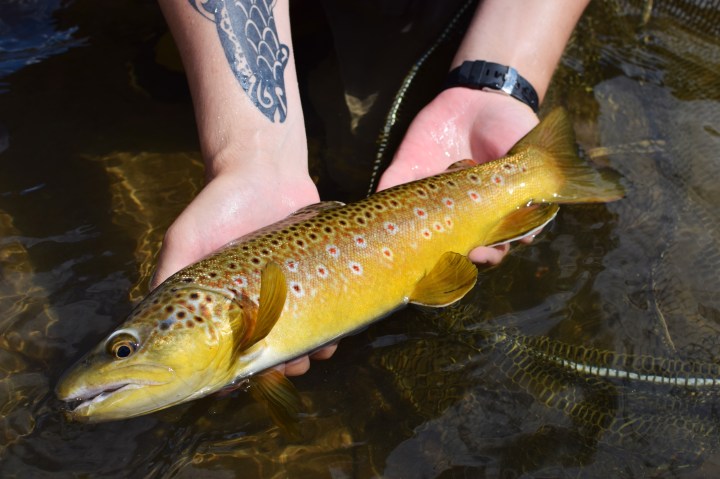 tekniikkaharjoitukset-coloradolla-tuottivat-tulosta