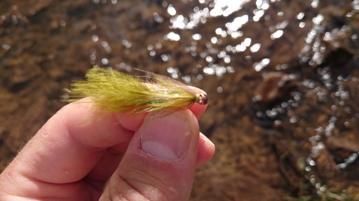 blogi-8-oliivi-oli-toimiva-vari-perhoissa-jarvella