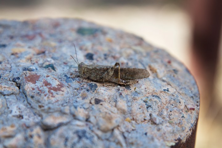 blogi-9-joella-isot-maahyonteiset-kuten-heinasirkat-tarjosivat-herkkupaloja-rantojen-lahella-majaileville-kal